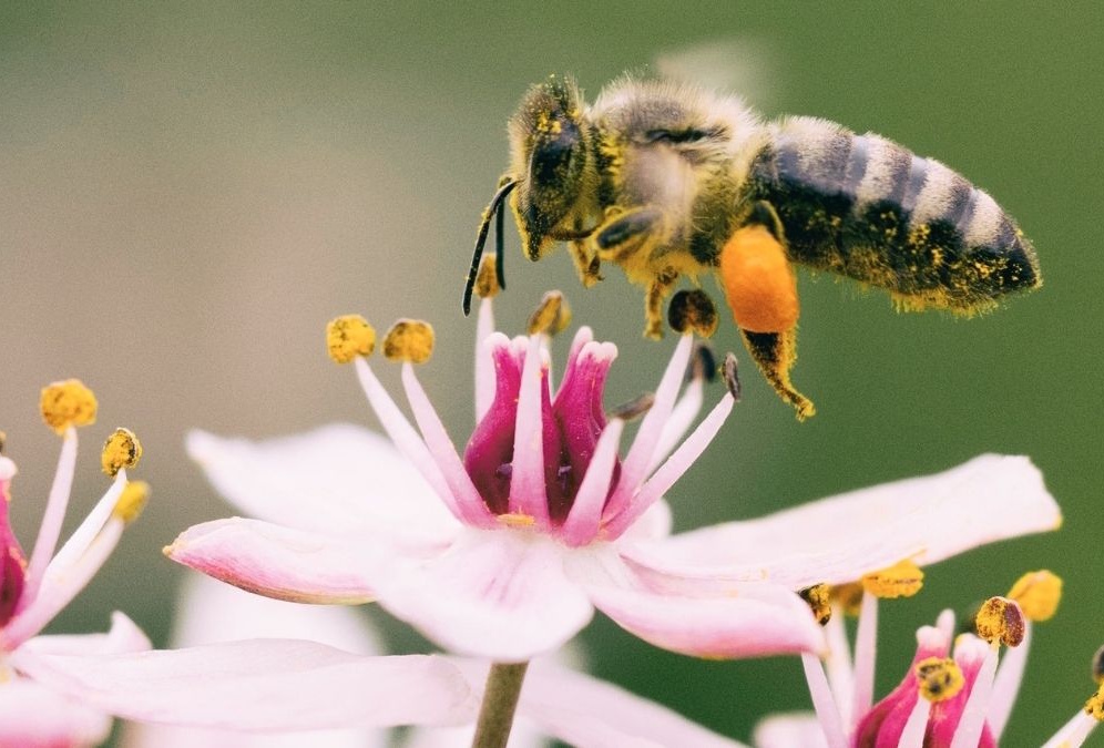 Eco corridor is Catalina’s hidden gem